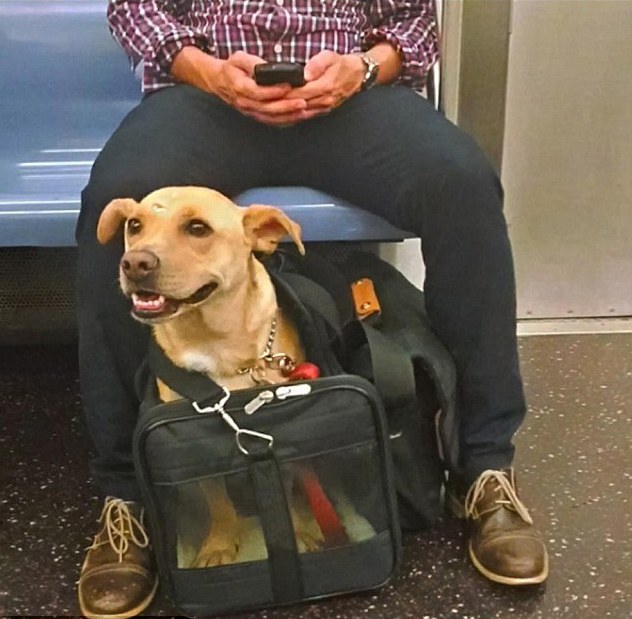 Как перевозить собаку в метро москвы