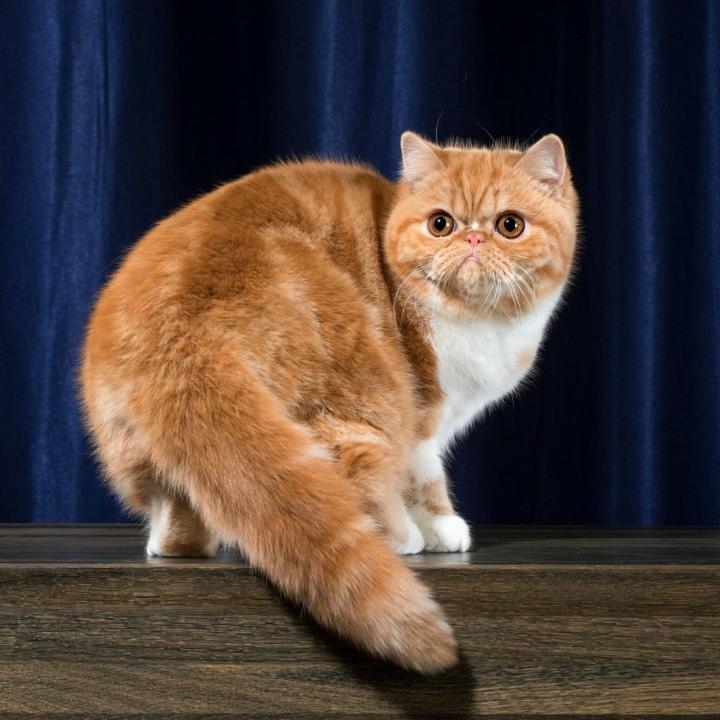 Порода кошек экзот: фото, описание, цены