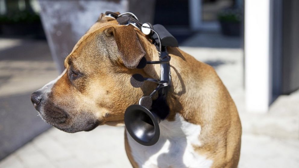 Переводчики лая для собак: понимание языка собак — сайт эксперта по животным — howmeow