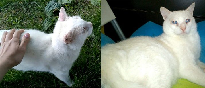 Белые кошки с голубыми глазами: фото кота и разновидности пород подобной внешности, уход за питомцами и их содержание