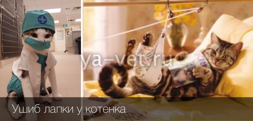 Если кошку покусала собака. первая помощь