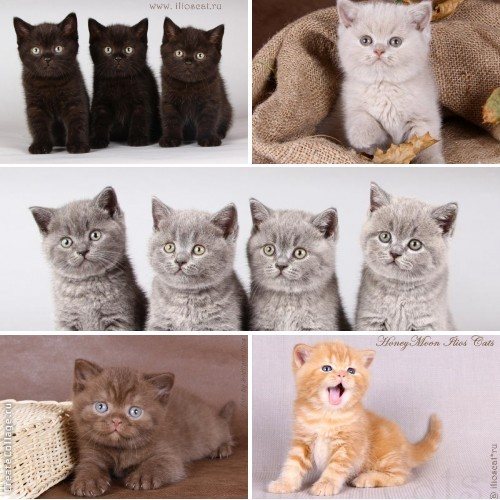 Окрас британских кошек и котов: описание по видам, фото