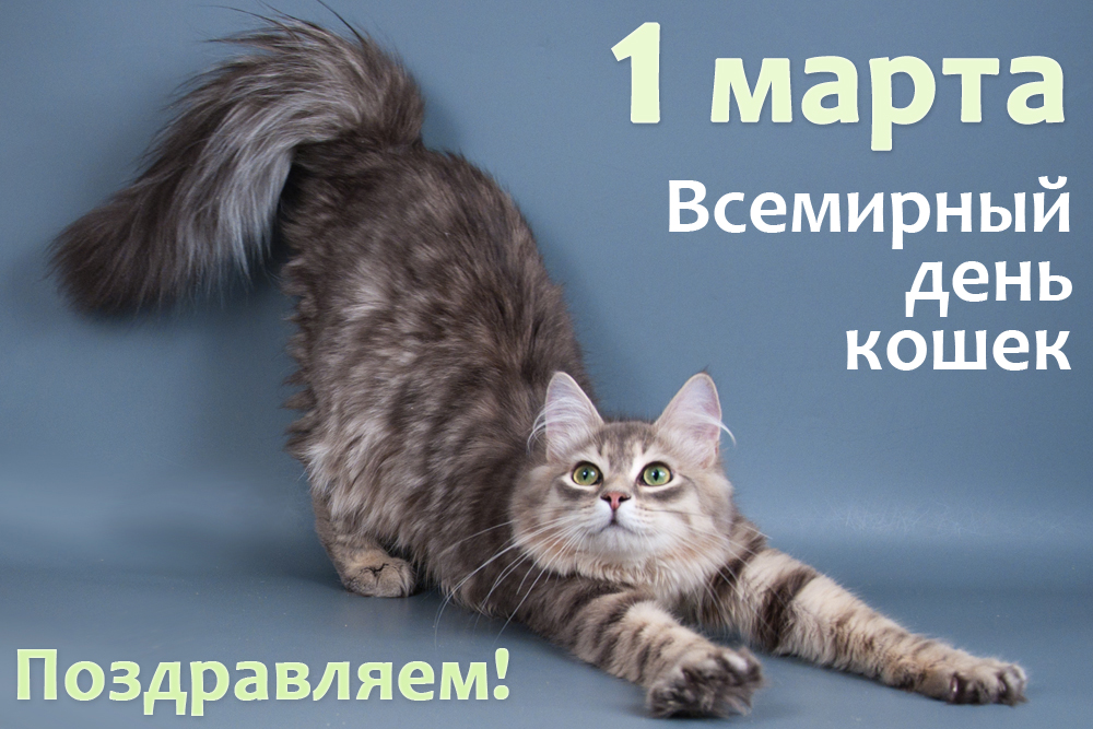 1 марта в россии отмечают всемирный, или международный день кошек и котов, когда этот праздник отмечается в других странах; стихи, картинки и поздравление в день кошек