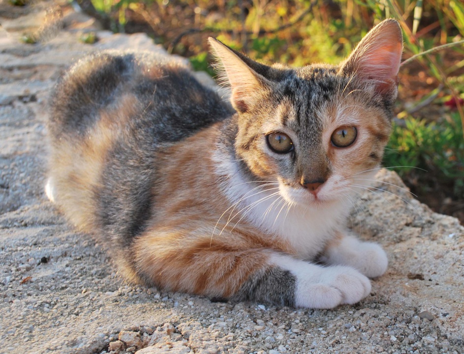 Эгейская кошка (Эгейский кот)