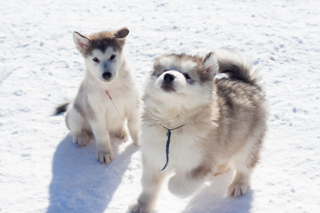 Аляскинский маламут: все что нужно знать о породе от а до я, фото собаки, уход и цена