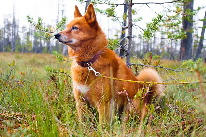 Карело-финская лайка: описание породы, фото и видео, содержание, охота