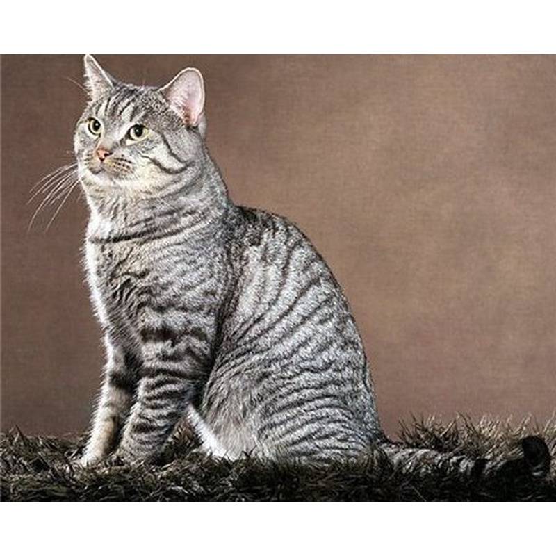 Сибирская кошка голубого окраса (25 фото): особенности окраса, описание породы, тонкости содержания взрослых котов и котят