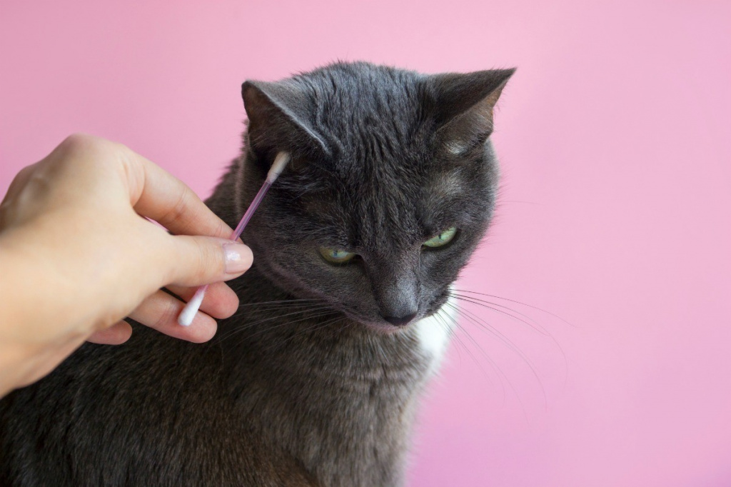 У котенка грязные уши: причины, как чистить, возможные заболевания, лечение