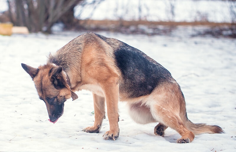 Собака хромает на заднюю лапу без видимых повреждений что делать