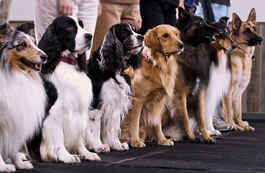 Породы сторожевых собак с фотографиями и названиями – сибирская сторожевая