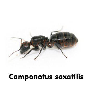 Camponotus herculeanus (красногрудый муравей-древоточец) : описание, содержание, кормление, уход