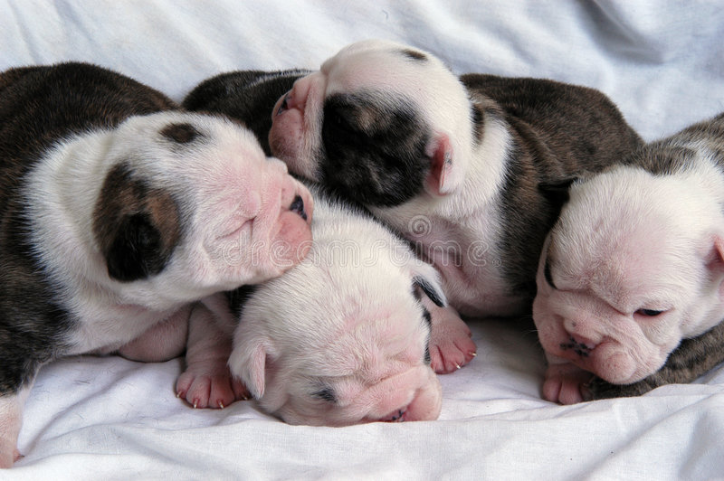 Роды у собак: признаки начала родов и этапы их протекания