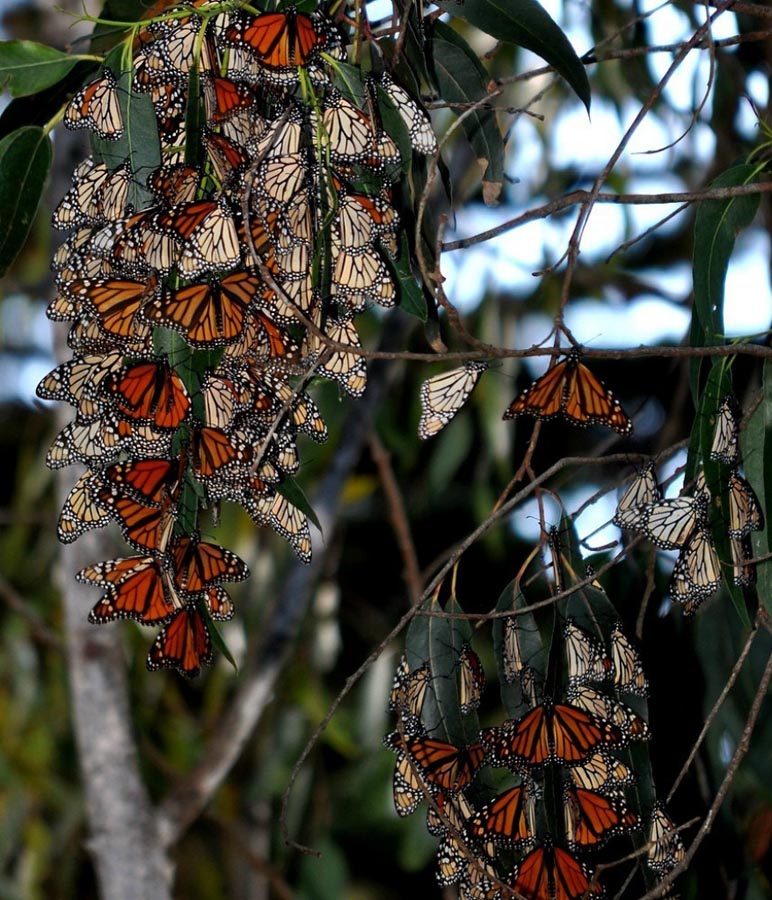 Бабочка монарх почему так называется