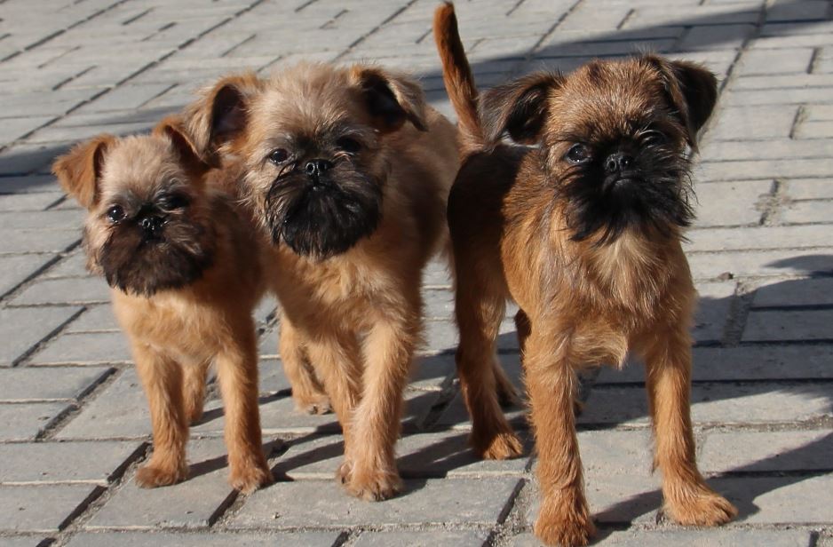 Характеристика собак породы бельгийский гриффон с отзывами и фото