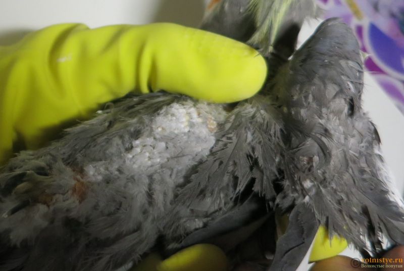 Почему попугаи выщипывают перья у своих птенцов
