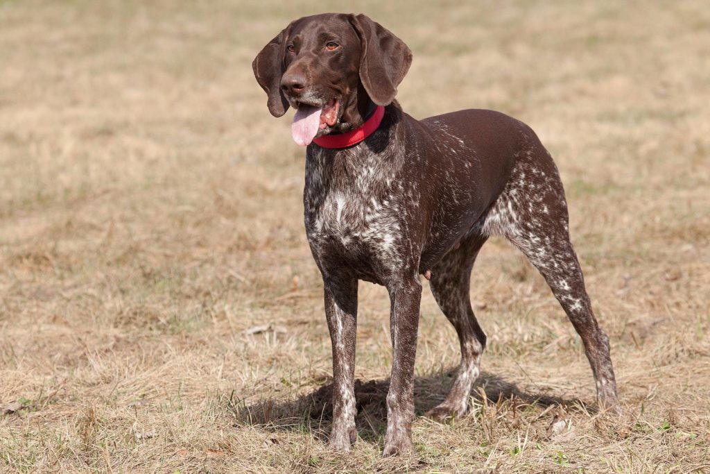 Курцхаар собака: описание породы, фото, характер