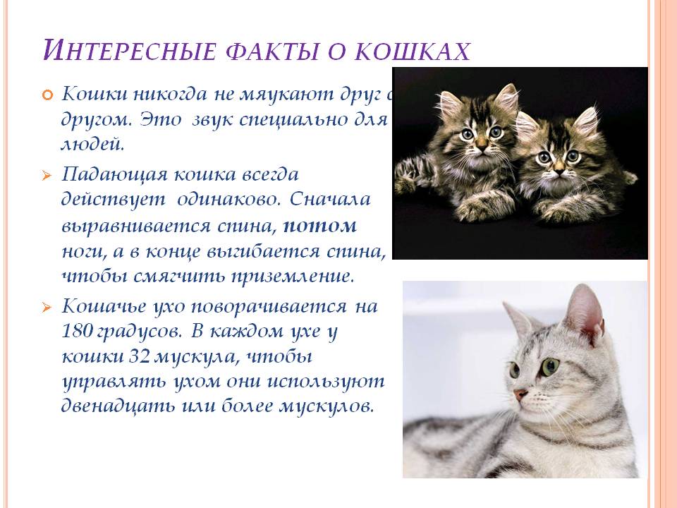 100 интересных фактов о кошках