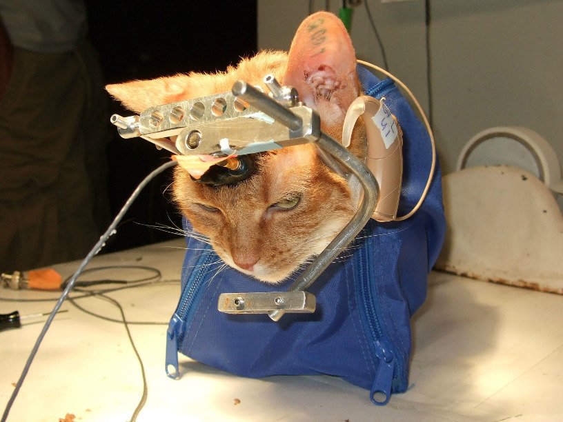 Музыка для котов и кошек: как успокоить или растревожить животное