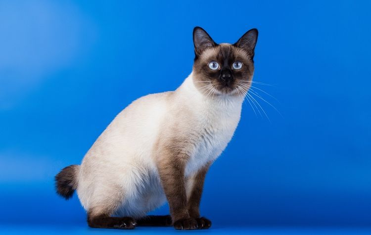 Американский бобтейл: все о кошке, фото, описание породы, характер, цена