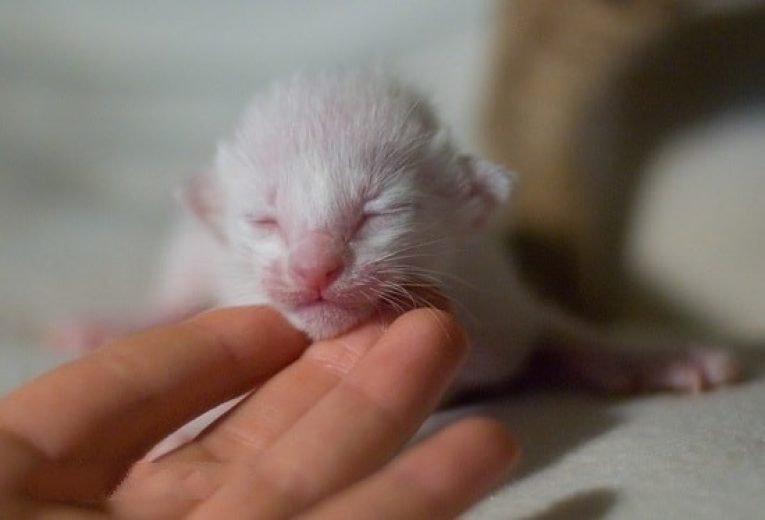 Новорожденные котята по дням фото
