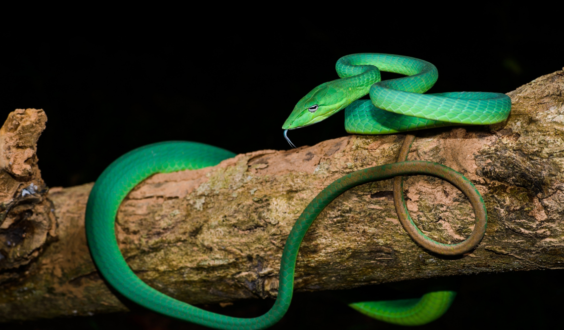 Плетевидная змея