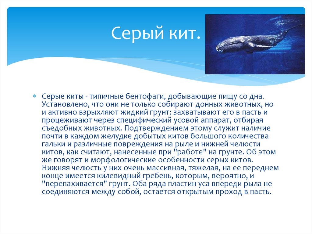 Горбатый кит ???? фото, описание, ареал, питание, враги ✔