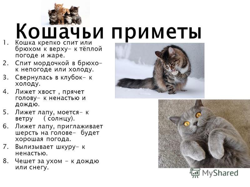 73 приметы про кошек в доме (суеверия, поверья)