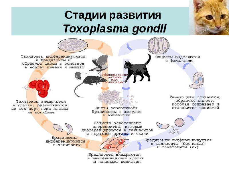 Инфекционный перитонит у кошек  fip , вирусный перитонит, симптомы и лечение в москве. ветеринарная клиника "зоостатус"