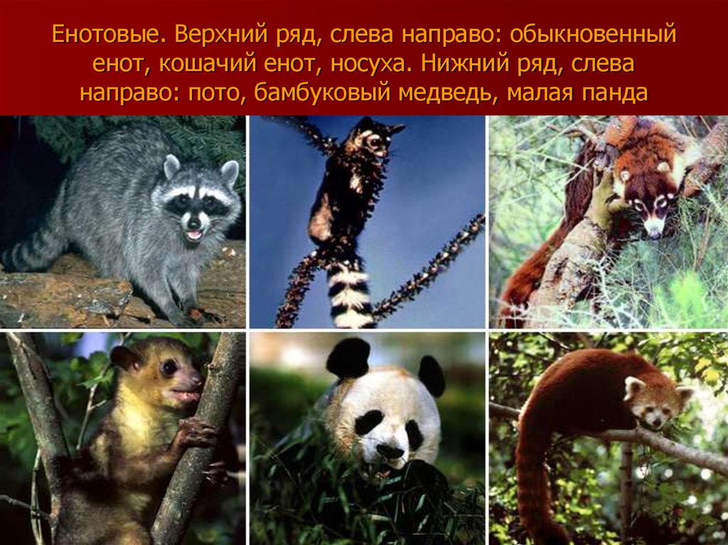 Еноты