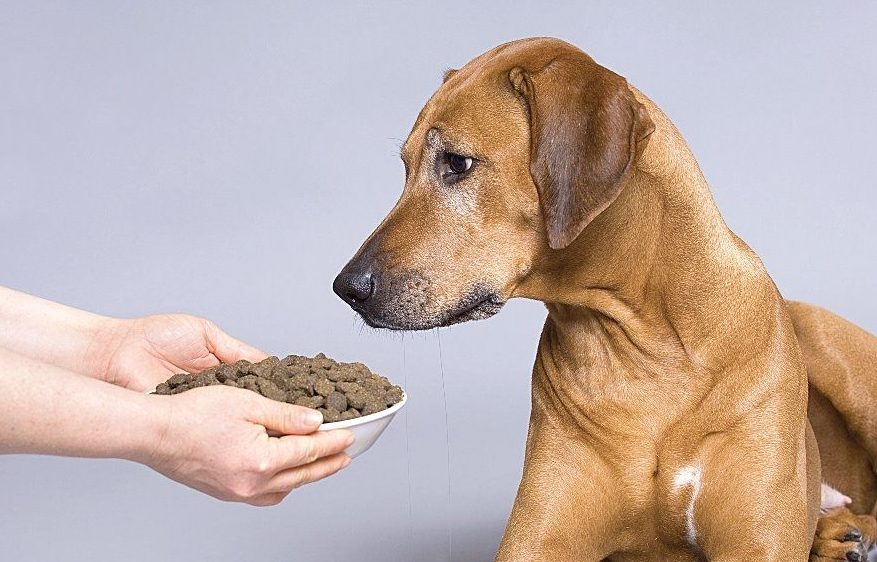 Дегельминтизация собак: правила, сроки, виды лекарственных препаратов