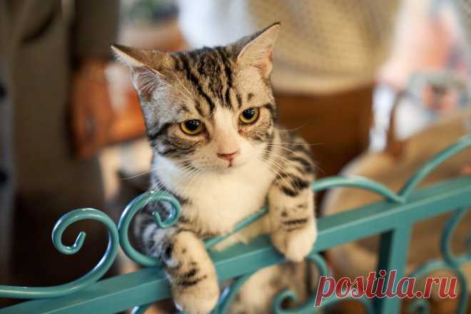 10 кошачьих привычек, от которых в восторге все хозяева - gafki.ru