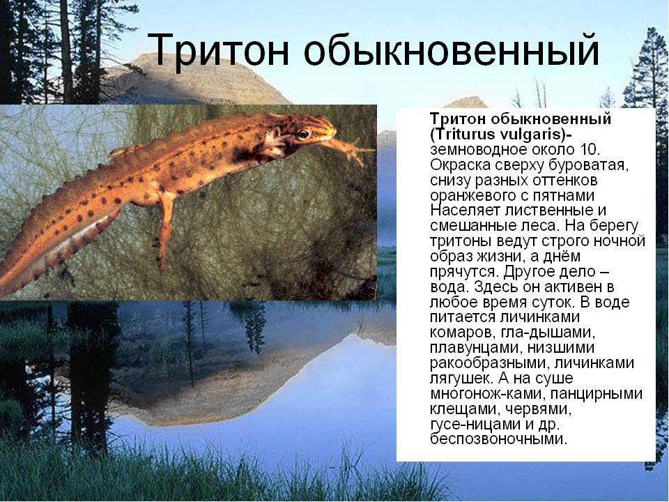 Обыкновенный тритон | описания и фото животных | некоммерческий учебно-познавательный интернет-портал зоогалактика