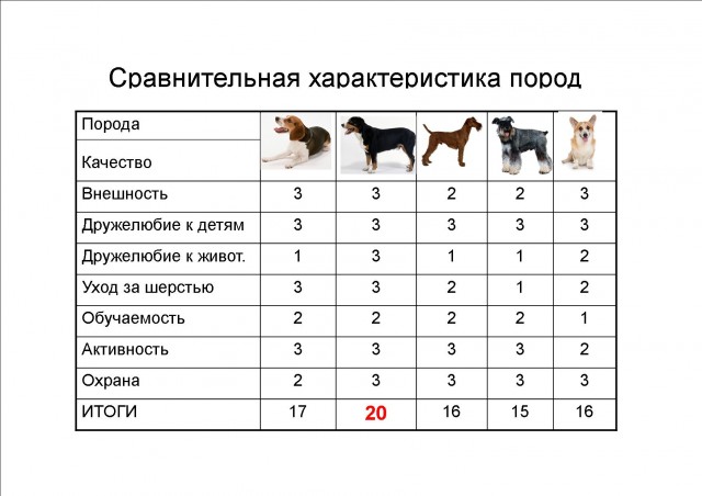 Сколько живут собаки, продолжительность жизни собак, как продлить жизнь: от чего зависит, влияет ли пол собаки, средняя продолжительность - vet-call24 киев
