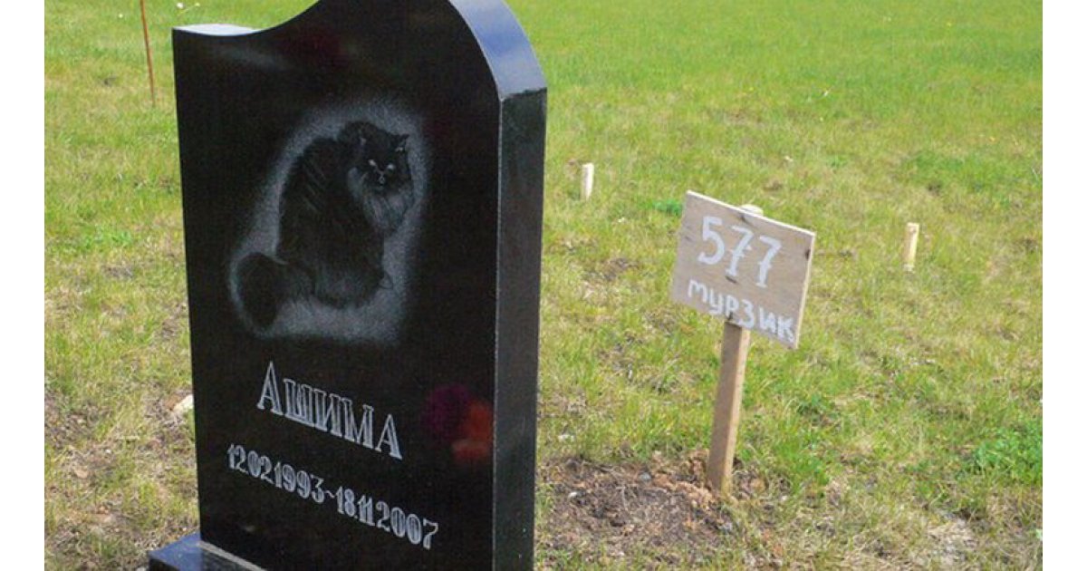 Похороны кошки: как это сделать правильно самому и где в городе разрешено