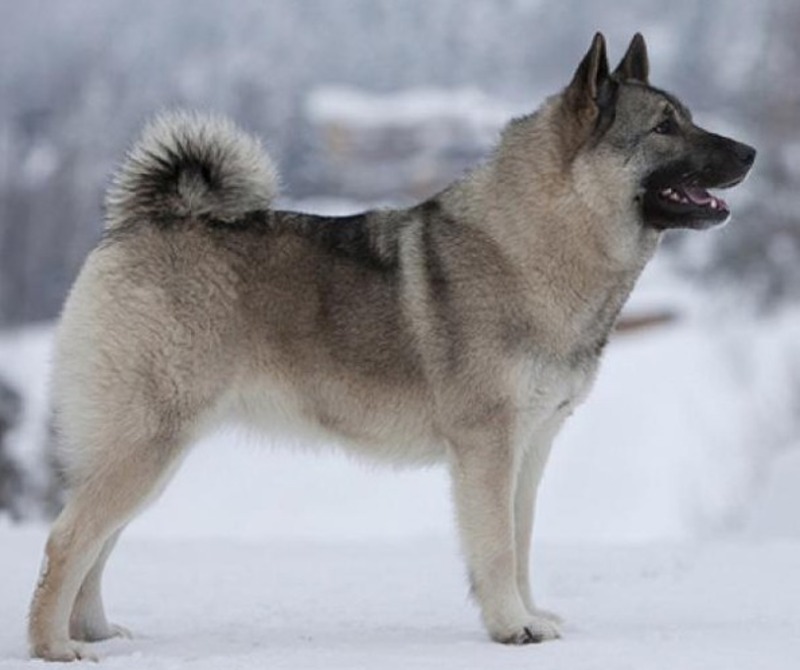 Собака норвежский элкхаунд: фото, особенности характера и история породы