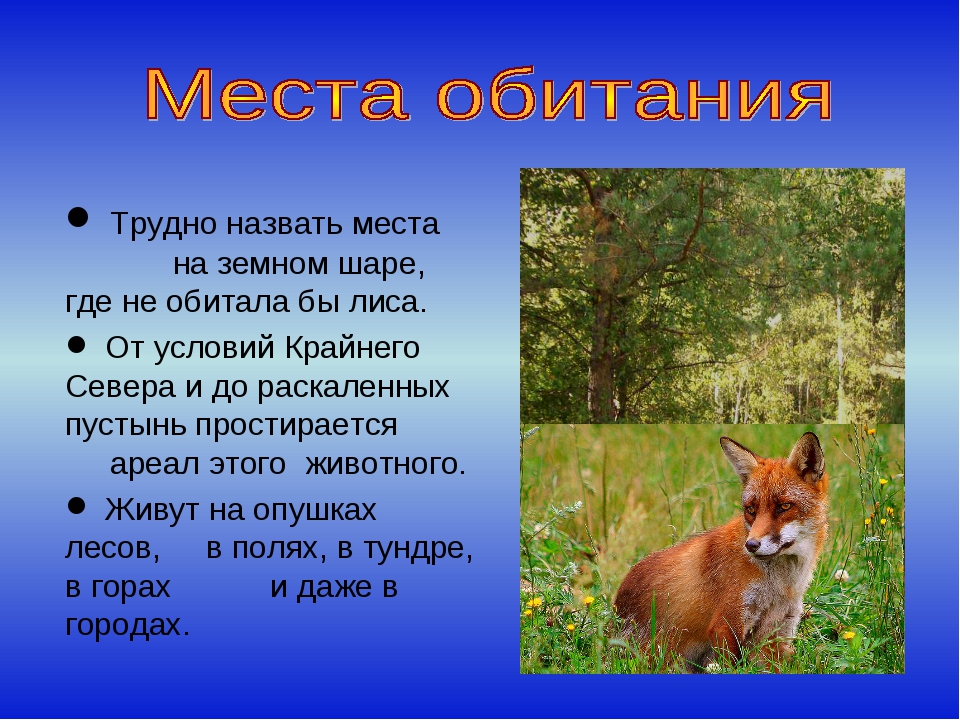 Сколько лет живут лисы