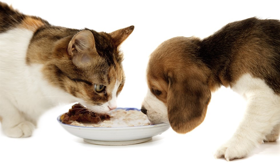 Почему собаку нельзя кормить едой со стола? ответ на petstory