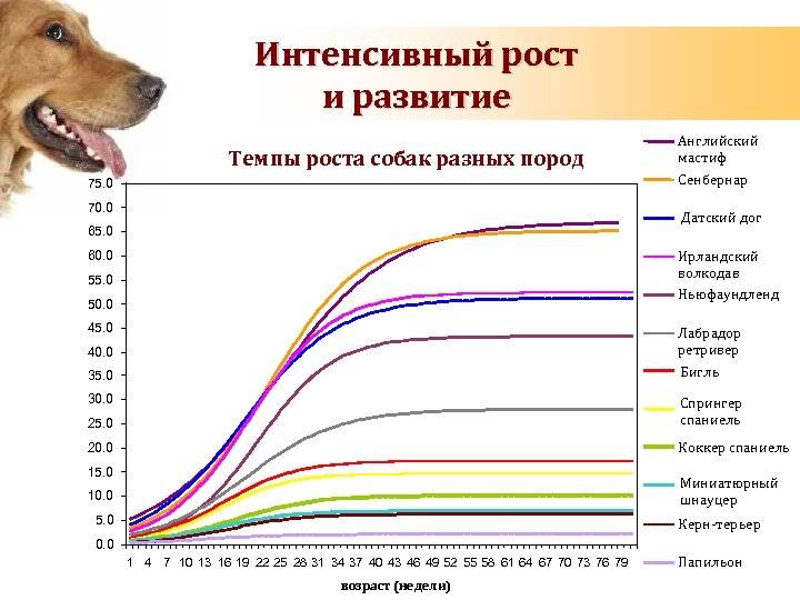 До какого возраста растут собаки — мелких, средних и крупных пород
