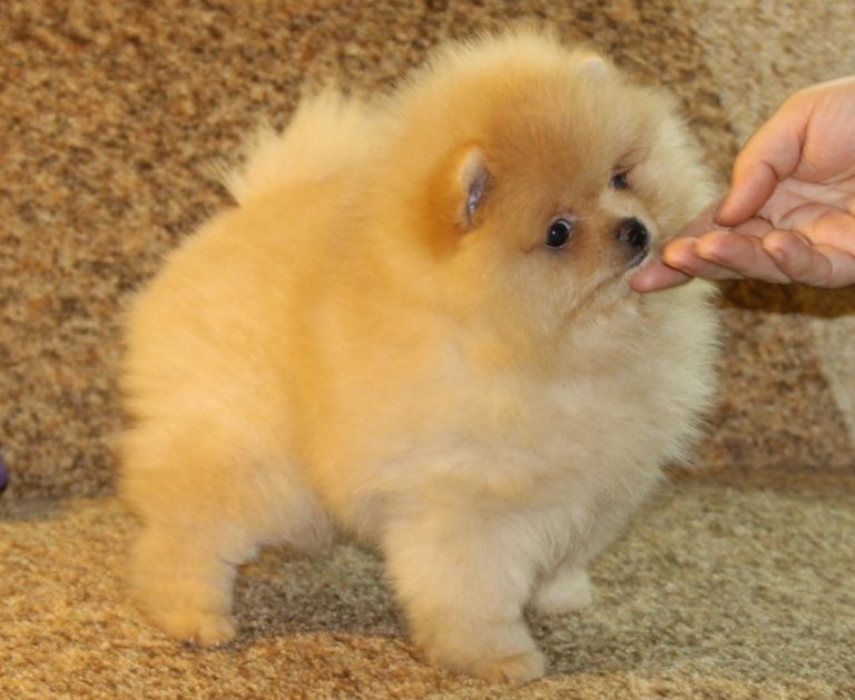 Маленькие породы собак — милые породистые собачки для дома