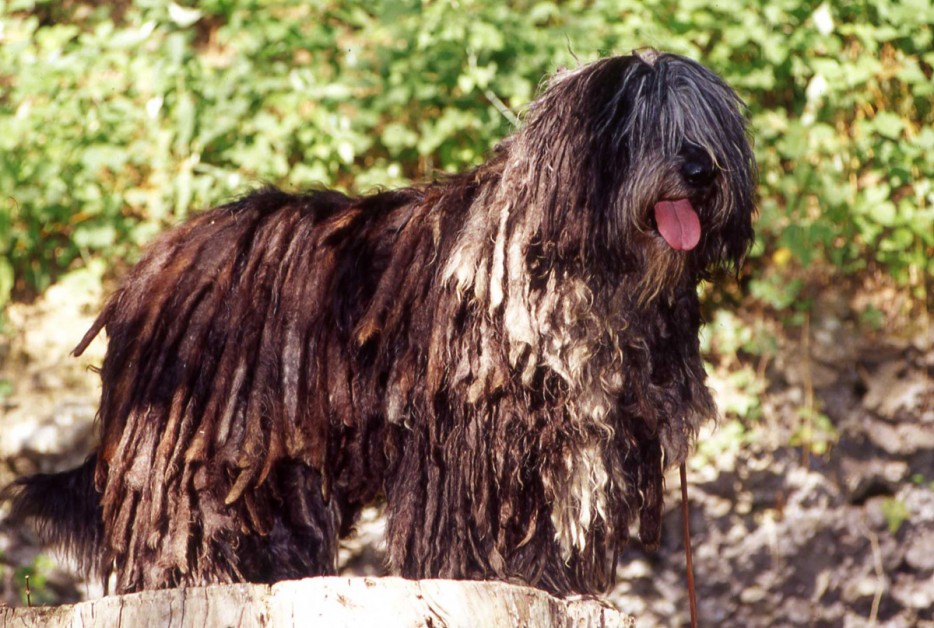 Самые красивые собаки - топ 37 милых пород больших и маленьких собак