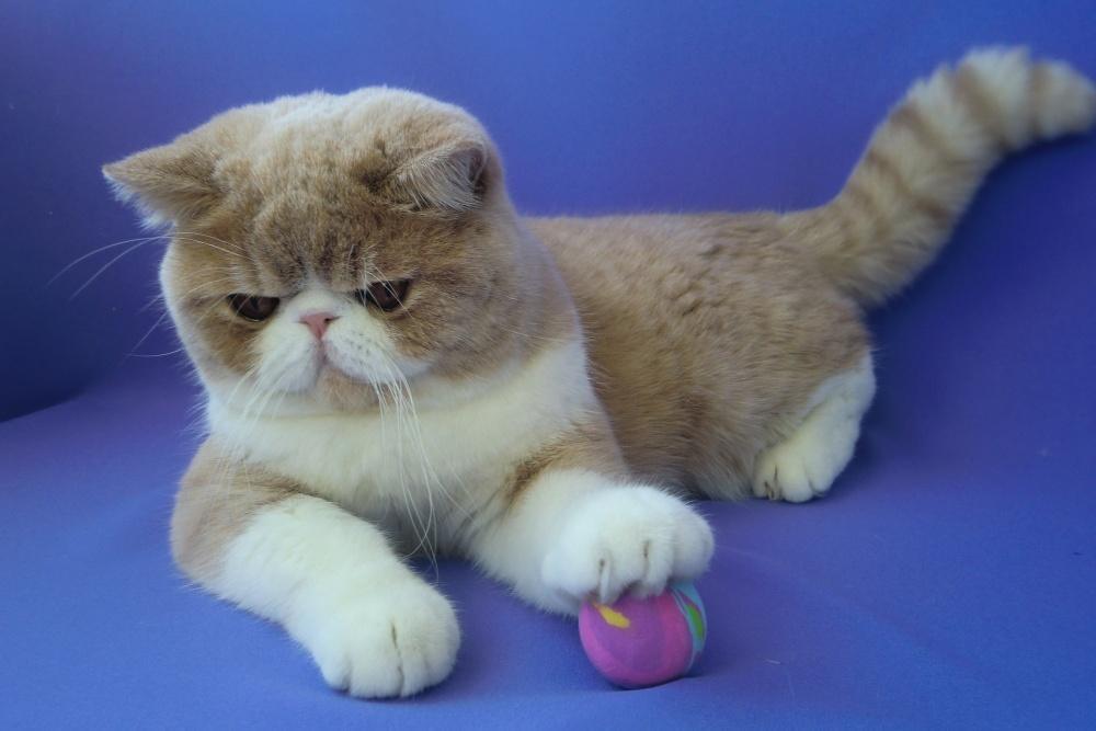 Экзотическая короткошерстная кошка: фото, описание породы