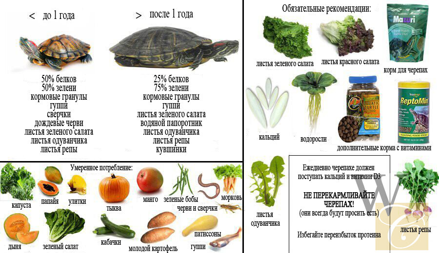 Растительная пища в рационе красноухих черепах