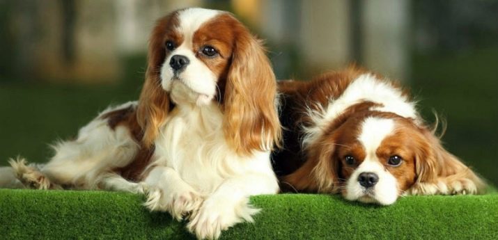 Кавалер кинг чарльз спаниель - 100 фото и обзор основных особенностей собаки