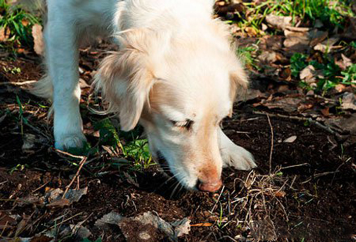 Почему собака ест свой кал: что делать и как отучить