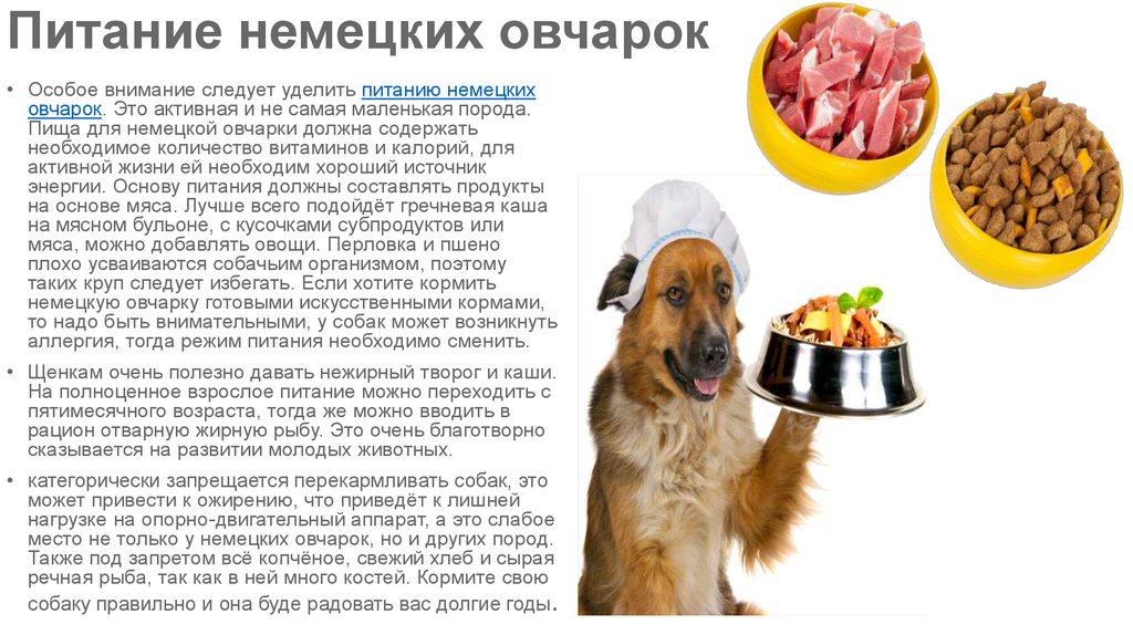 Чем кормить немецкую овчарку - что едят взрослая собака и щенок немца, норма еды в день