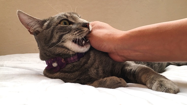Как отучить кошку царапаться и кусаться