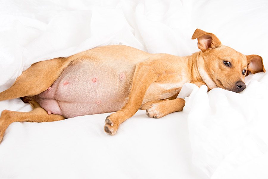 Беременность у собак: симптомы, диагностика и лечение патологий.