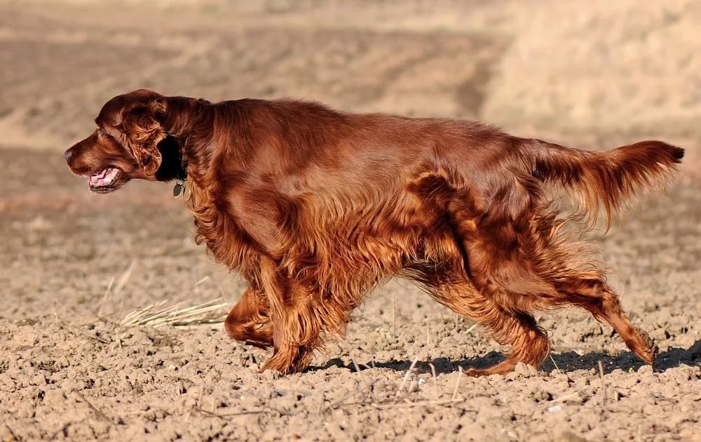 Порода собак под названием сеттер: все разновидности с фотографиями и краткой характеристикой