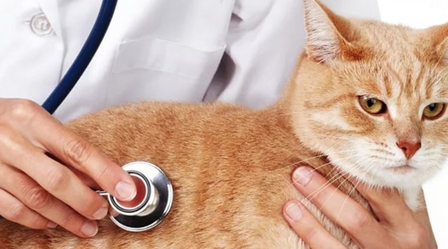Почему кошка кашляет будто подавилась - «айболит плюс» - сеть ветеринарных клиник