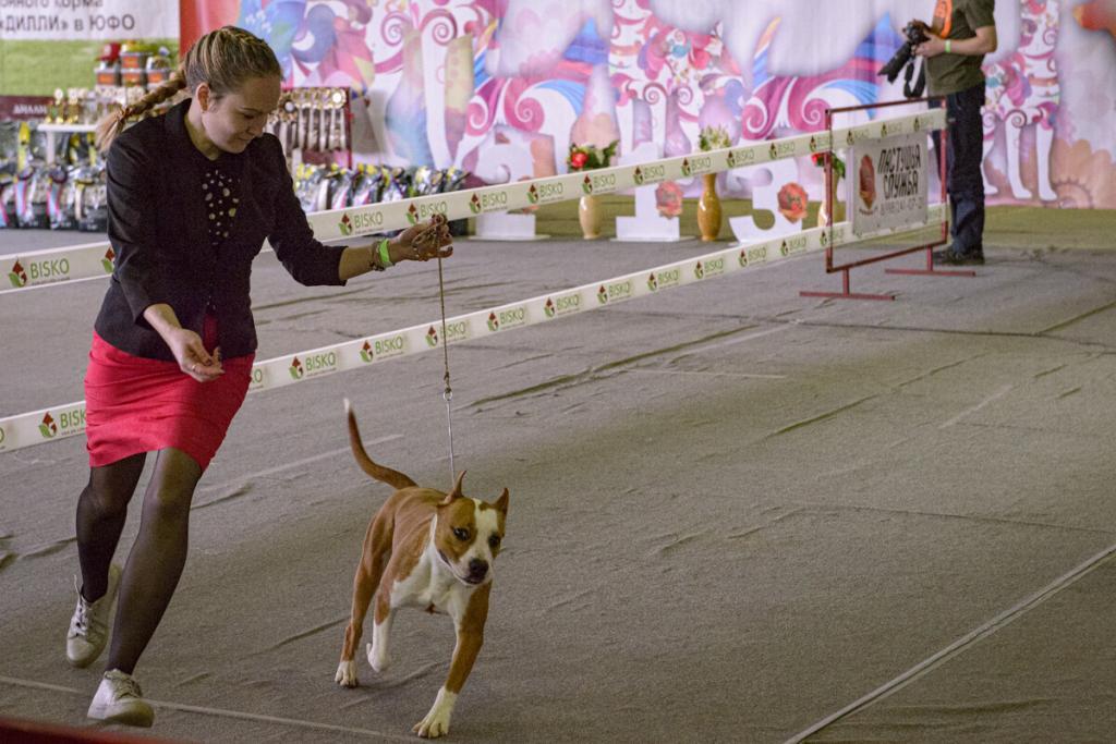 Zooпортал.pro :: международная выставка собак ранга cacib-iku г. москва «континент союз 2021»